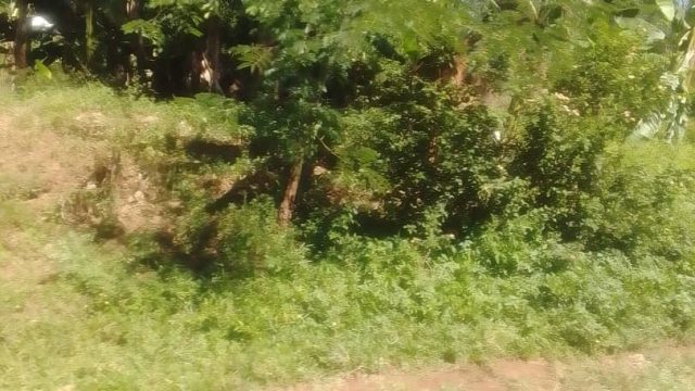 An Acre of land for sale at Busoba Mbale