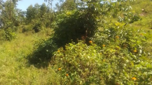 An Acre of land for sale at Busoba Mbale