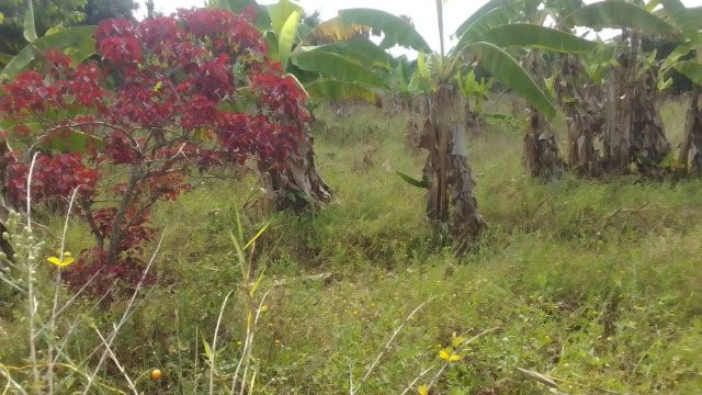 100ft by l00ft land for sale at kireka Nakaloke -Mbale