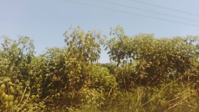 An   An Acre of land for sale at Kabwagasi -Kamokoli road Butembo