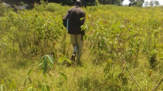 12 Acres of land for sale at Kabwangasi Butebo district.