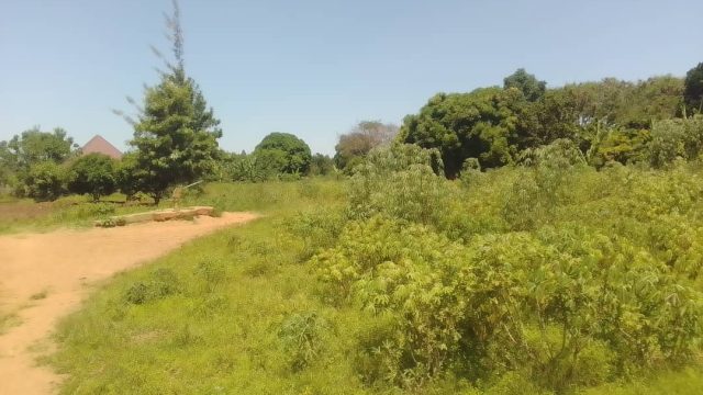 100*100ft of land for sale at Kabwangasi Butebo district.