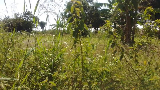 5 Acres of land for sale at Kadebede -Namagumba Mbale city