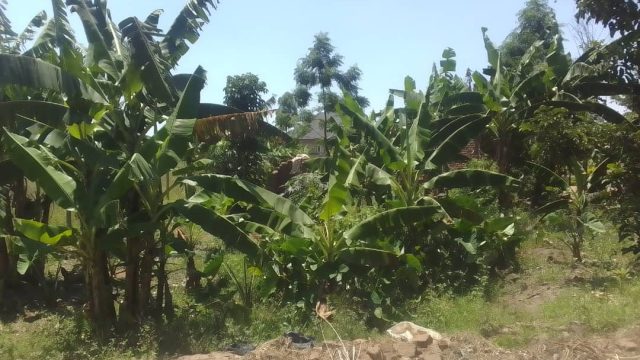 200ft *100ft of land for sale at Fika-salama mbale