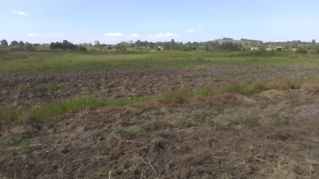 20 Acres of land for sale at Amus -Bukedea district