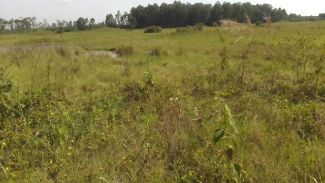 13 Acres of land for sale at Amus Bukedea district.