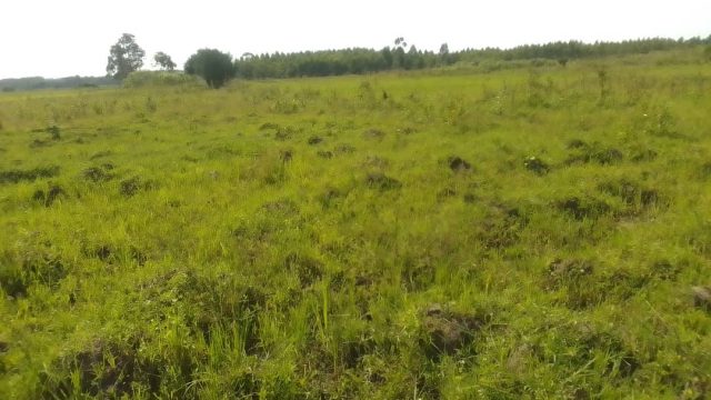 19 Acres of land for sale at Amus Bukedea district.