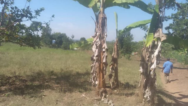 An Acre of Land for Sale at Busabila Mbale