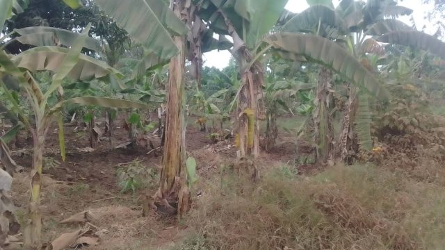 5 Acres of land for saleat Namanyonyi Mbale