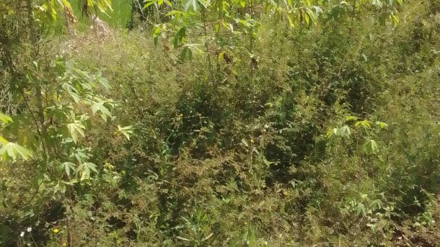 50ftx40ft of land for sale at Nakalooke -Mbale