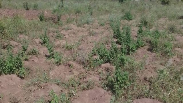 40ftx40ft Land for Sale at Nakaloke Mbale