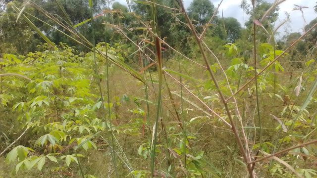 25ft*60ft  Land for sale at Nakaloke Mbale