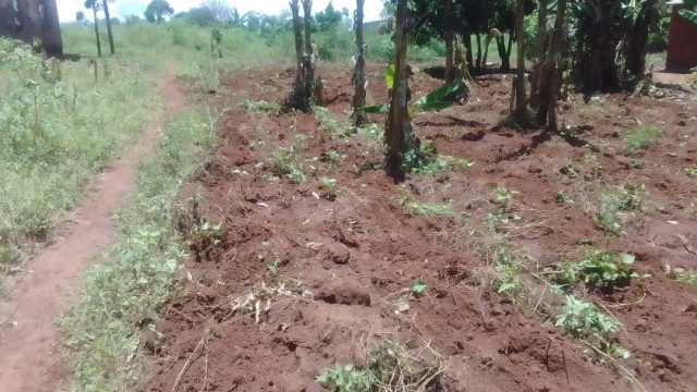 100ft*100ft land for sale Busoba Mbale