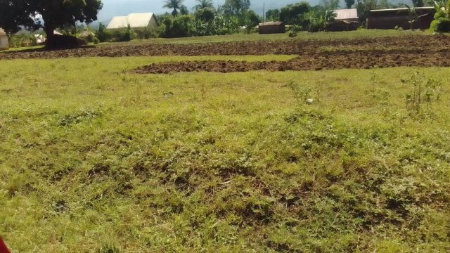 An Arce and a quarter of land  for saleMudodo Mbale