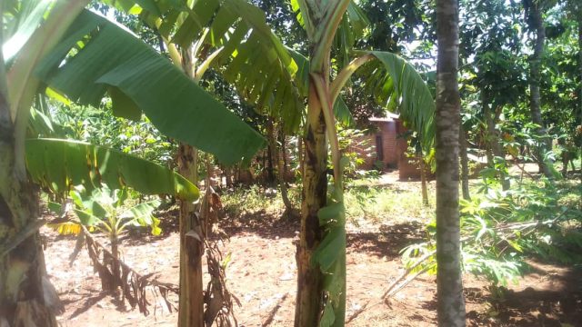 80ft*123ft land for sale in Busoba Mbale