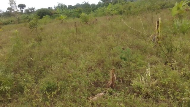 50ft by 100ft of land for sale in Amus Bukedea