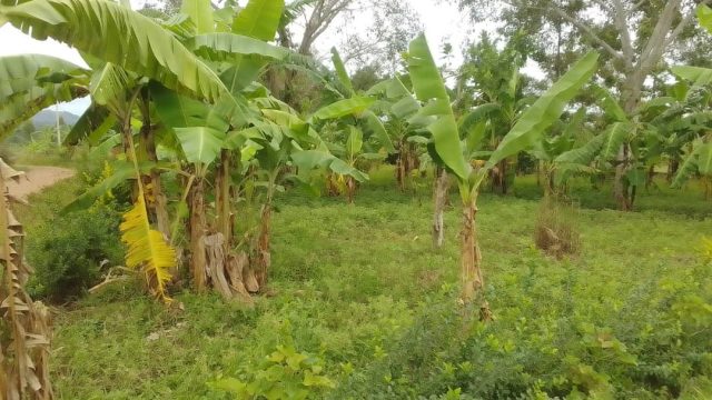 an acre of land for sale in Amus Bukedea