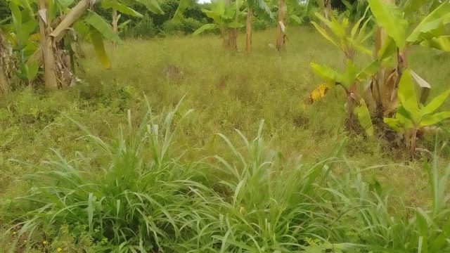 100ft*70ft land for sale in Bukedea District