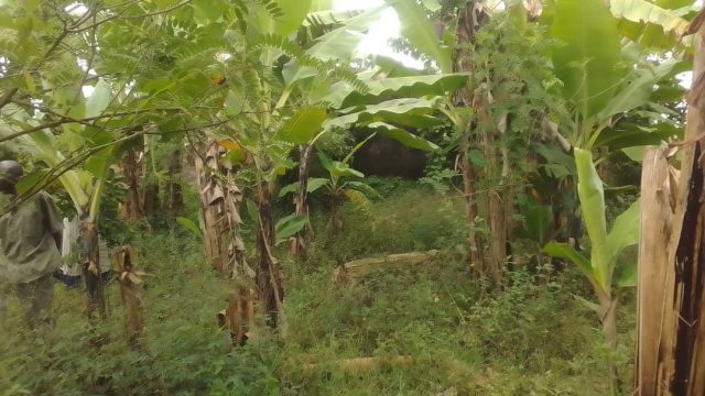 50ft*40ft land for sale in Amus Bukedea