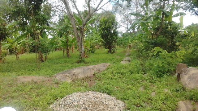 200ft*100ft Plot for sale in Amus -Bukedea district