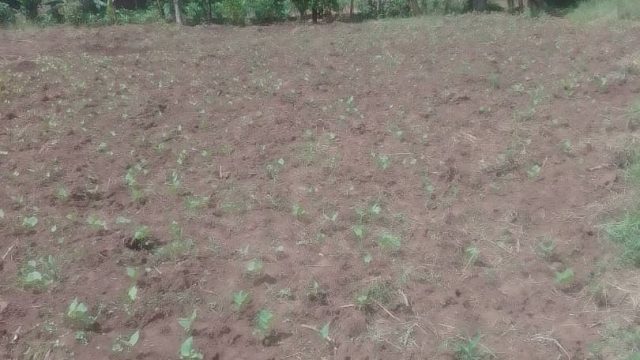 50ft*120ft plot for sale in Nakaloke near Nakaloke Muslim secondary school