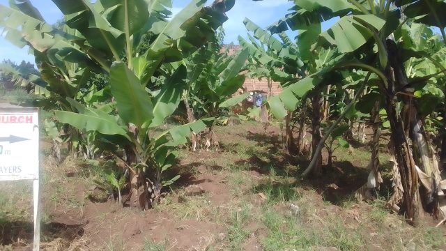 70ft*120ft plot for sale in Namunsi -mbale city