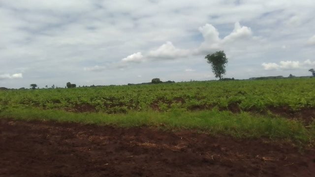 One and half Acres of land for sale in Nalodo-Bulambuli near Nambongo