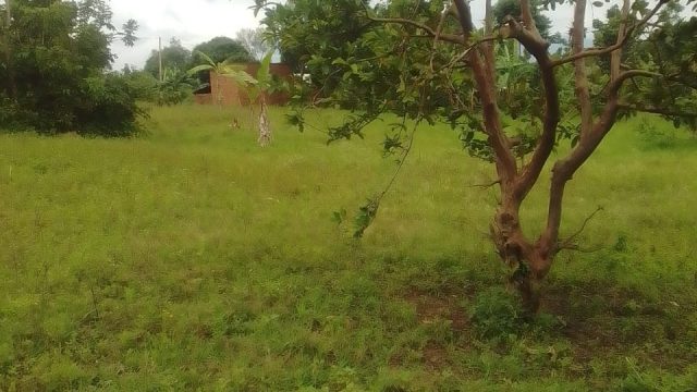 An Acre of land in Busamira for sale