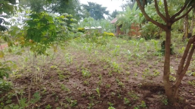 Plot of 100ft *100ft for sale in Amusi near Fika-salama Nakaloke