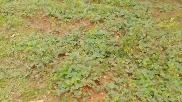 Plot of 55ft*60ft for sale in Kabwagasi near Nakaloke -mbale city