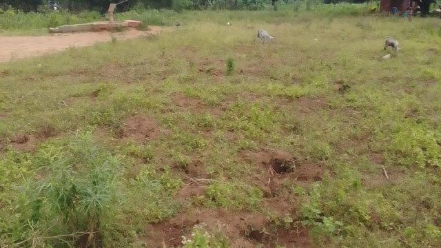 Plot of 55ft*100ft for sale in Kabwagasi