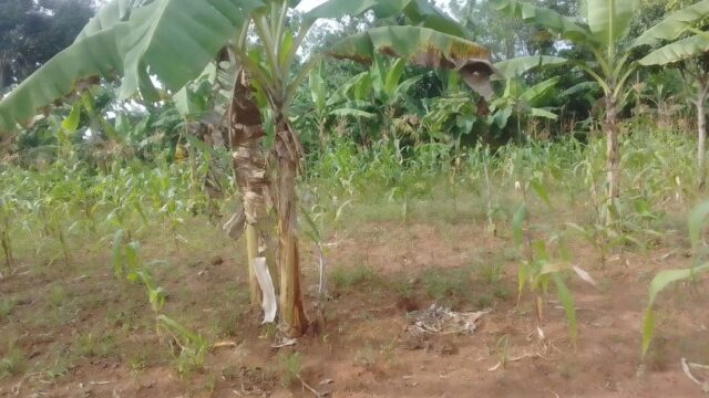 50ft*100ft Plot of Land for Sale in Amus near Nakaloke