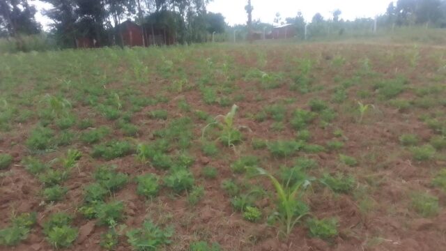 100ft*100ft Plot for Sale in Amus near Fika-salama Nakaloke