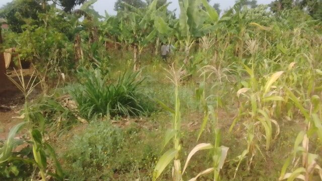 75ft*35ft Plot for sale in Amus near Fika-salama Nakaloke