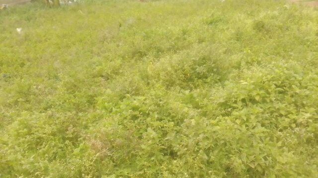 48ft*50ft Plot for Sale in Busajja-Bwakuba Mbale city