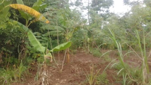 50ft*80ft Plot for Sale in Amus near Fika-salama Nakaloke