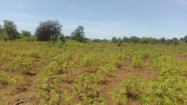 50ft*100ft Plot of land for sale! in Koronyi-Kabwagasi Butebo District