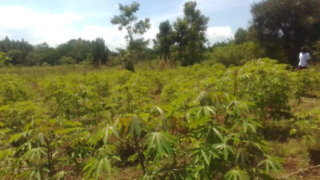 An Acre of Land for Sale in koronyi – kabwangasi Butembo District